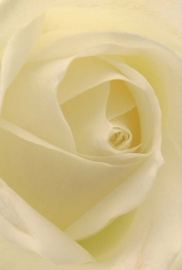 Seen through the eyes of a dedicated Catford florist, this immaculate white rose reveals its full character-a study in quiet sophistication and serene beauty, illuminated as if by the soft afternoon sun filtering over Catford Bridge. Each petal is distinct yet united, ranging from luminous white at the centre to creamy, almost pearl-like tones toward the edges. There's an unspoken stillness that emanates from the spiral of petals, each curl suggesting both vulnerability and hidden strength. The flower's core gleams with gentle light, while the outer petals whisper of the cool mornings that often grace Catford's leafy avenues. Crafted for meaningful occasions, this rose lends itself to elegant wedding centrepieces or heartfelt apologies, offering a delicate promise of new beginnings. The seamless transitions between light and shadow highlight the florist's skilled hands, reflecting the thoughtful touch necessary to perfectly capture the rose's essence. For those seeking a bouquet that radiates pure sentiment and lasting comfort, whether for occasions along Rushey Green or intimate gatherings at home, this bloom stands as an enduring local symbol of refinement and genuine care.